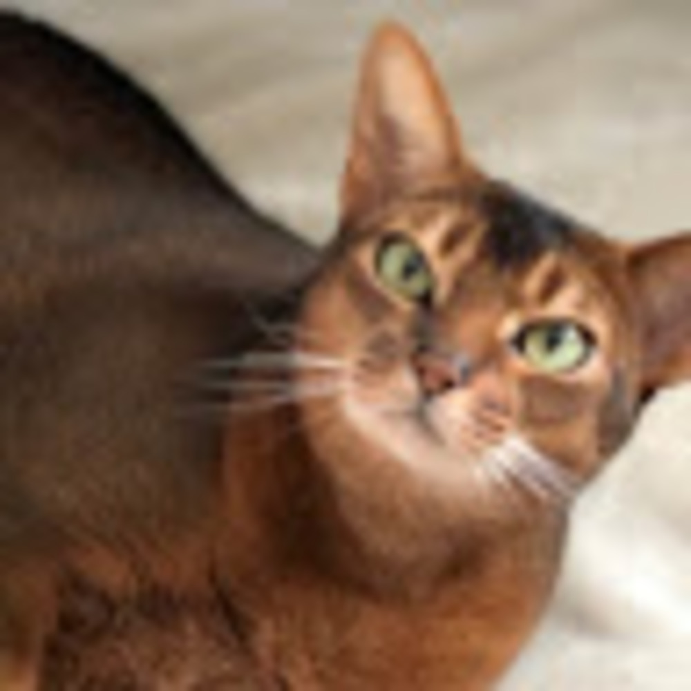 Meet your Posher, Alexis